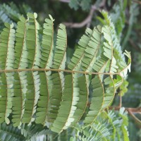 Peltophorum pterocarpum (DC.) Backer ex K.Heyne